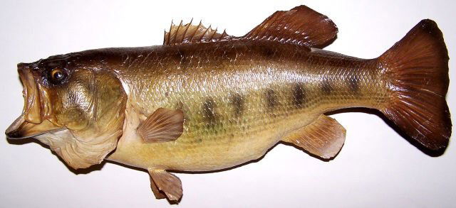 *FULL MOUNT BASS (1 of 4)