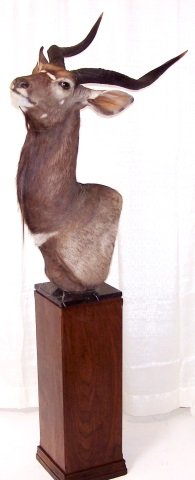 *NYALA-ANTELOPE SHOULDER MOUNT (1 of 5)