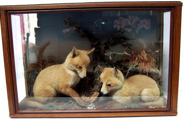 *PAIR OF FOX CUBS (1 of 2)