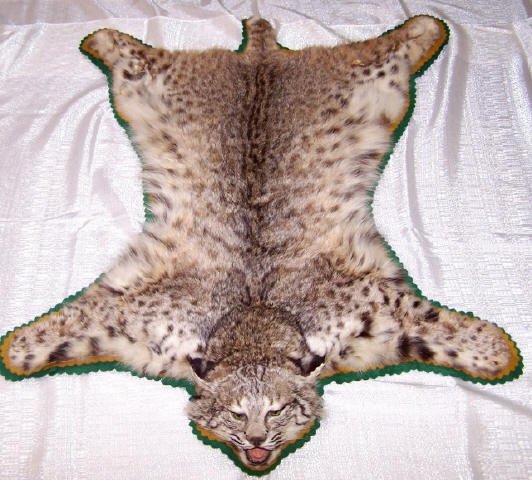 *BOBCAT SKIN RUG: Having open mouth, approximate length 43", width 32".