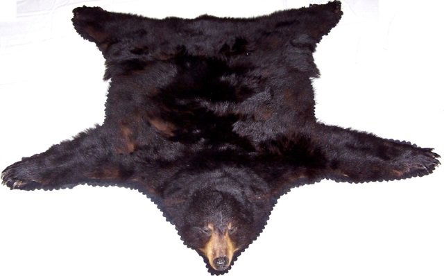 *BEAR SKIN RUG (1 of 2)