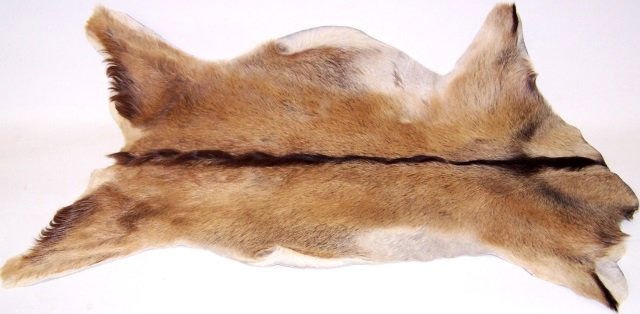 *GOAT PELT (1 of 1)