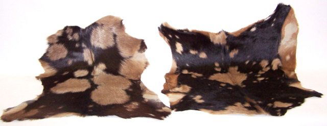 *2 ANIMAL PELTS (1 of 3)