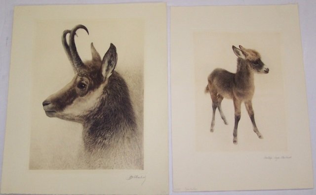 MEYER-EBERHARDT, NACHLAS: (20th C. German/American) 2 unframed etchings, deer, approximate plate size 17" x 12", and burrow, plate size 13 1/2" x 9 1/2", both pencil signed lower right margin.
