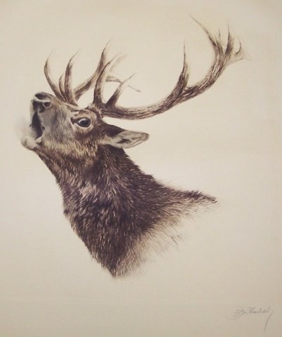 MEYER-EBERHARDT, NACHLAS: (20th C. German/American) Elk, unframed aquatint etching, signed lower right margin, approximate plate size 19" x 18", total sheet 27 1/2" x 23 1/2".