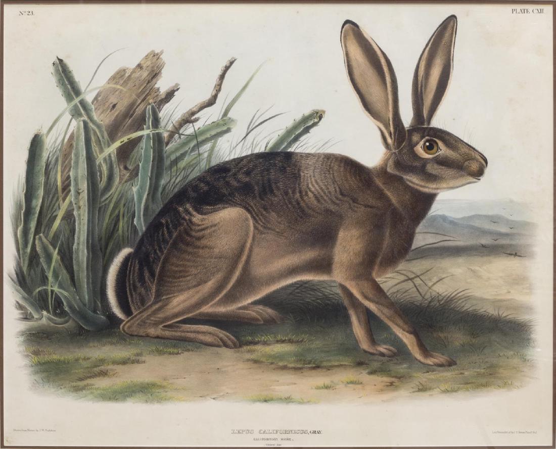 AUDUBON 'CALIFORNIA GRAY HARE' COLOR LITHOGRAPH (1 of 4)