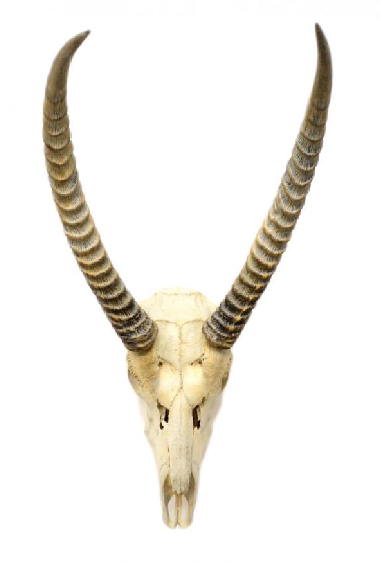 AFRICAN ANTELOPE SKULL & HORN MOUNT (1 of 4)