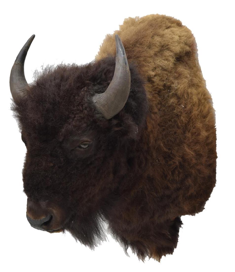 AMERICAN BISON/BUFFALO TAXIDERMY SHOULDER MOUNT: American bison / buffalo taxidermy shoulder mount, approx 39"h, 22.5"w, 31.75"d Start Price: $200.00