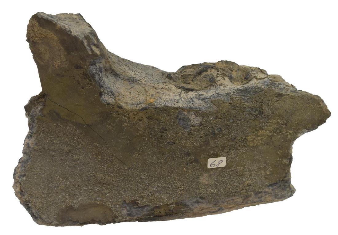 ACERATHERIUM (RHINO) FOSSILIZED JAW FRAGMENT: Fossilized lower jaw fragment, Aceratherium (rhinoceros), Miocene epoch, accompanied by plexiglass stand, jaw: approx 7"h, 8"l, 2.5"d; 5lbs total **Provenance: From the estate of James Dolan Jr. (1937