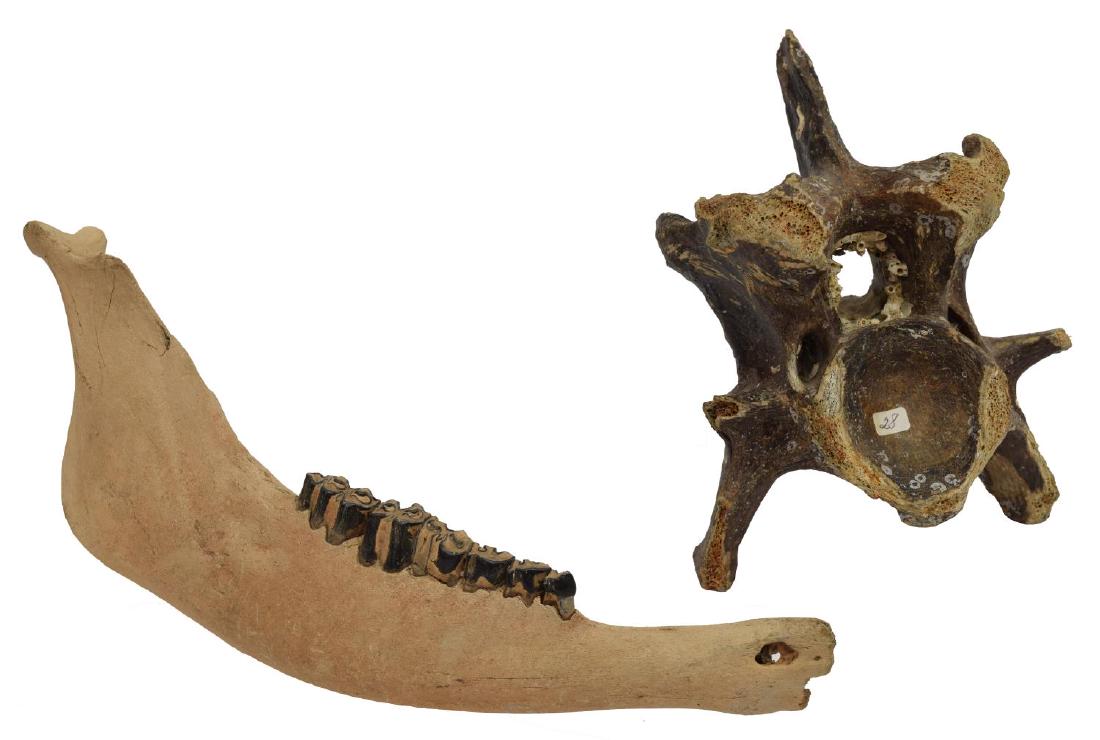 (2)BISON PRISCUS FOSSILIZED VERTEBRA & LOWER JAW: (lot of 2) Fossilized bones, Bison priscus (Steppe wisent), Pleistocene epoch, including: (1) vertebra; (1) right lower jaw bone with teeth, accompanied by plexiglass stand; largest: approx 8"h, 18"l,