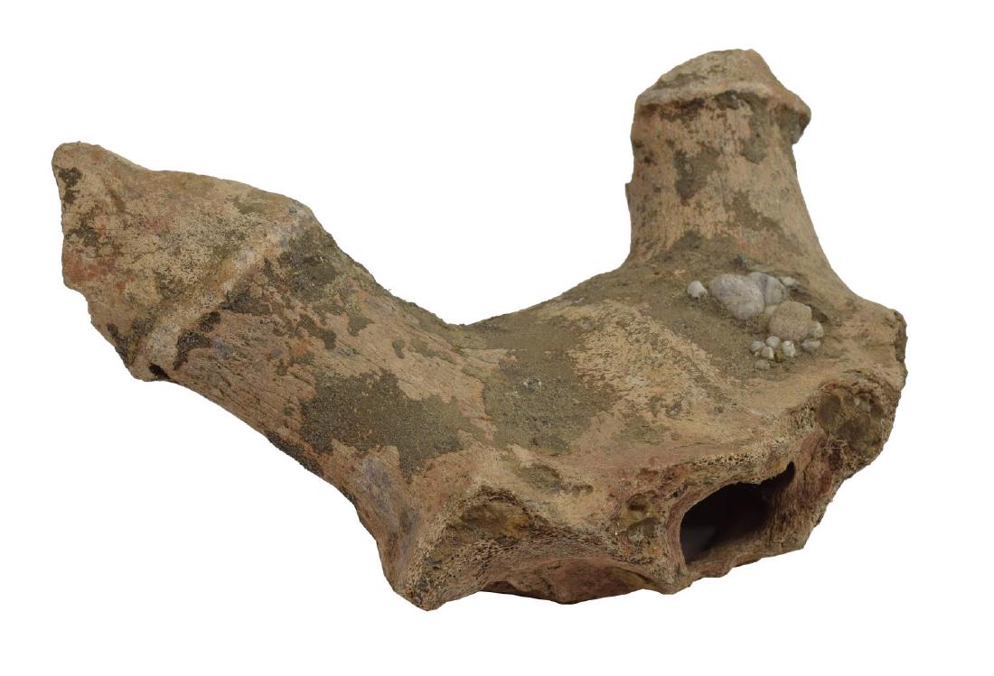 EUCLADOCEROS SPECIES SKULL CAP W/ANTLER PEDICLES: Fossilized skull cap with antler pedicles, Eucladoceros species (Brush-antlered deer), late Pliocene to early Pleistocene epoch, approx 4.25"h, 9.75"w, 6.25"d, 3.5lbs**Provenance: From the estate of J