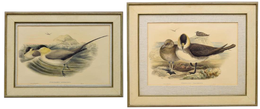 (2) J. GOULD 'BIRDS OF GREAT BRITAIN' LITHOGRAPHS: (lot of 2) Framed hand-colored lithographs, c. 1862-1873, folio plates from "The Birds of Great Britain," by J. Gould (John Gould, England, 1804-1881), H.C. Richter (Henry Constantine Richter, England