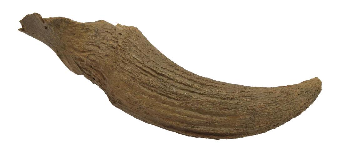 JUVENILE BISON ANTIQUUS FOSSILIZED HORN CORE: Fossilized horn core, juvenile bison antiquus (ancient bison), Pleistocene epoch, accompanied by plexiglass stand, horn: approx 3.75"h, 13.75"l, 4"d; 1.25lbs total **Provenance: From the estate of Jam
