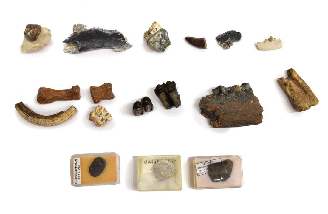 (17) GROUP OF PREHISTORIC FOSSILIZED TEETH/BONE: (lot of 17) Group of prehistoric animal fossils, in case, including: (1) Archaeotherium (extinct relative of pigs) molar in matrix; (1) Aepycamelus procerus (giraffe-like camel) lower jaw fragment wit