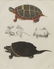 (2) FRAMED HAND-COLORED TURTLE LITHOGRAPHS - 2