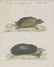 (2) FRAMED HAND-COLORED TURTLE LITHOGRAPHS - 3
