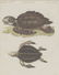 (2) FRAMED HAND-COLORED TURTLE LITHOGRAPHS - 4