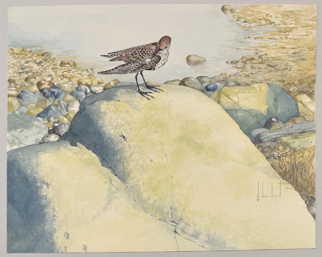 D. HOWLAND (NY, 1920-1999) WATERCOLOR PAINTING: Unframed watercolor and gouache painting on board, Dunlin, signed lower right D. Howland (Douglas Leo Howland, New York, 1920-1999), depicting a dunlin standing on rocks, titled verso, affixed to mat,