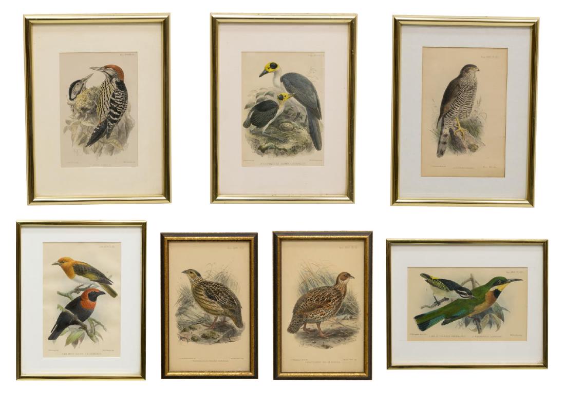 (7) J.G. KEULEMANS IBIS JOURNAL BIRD LITHOGRAPHS: (lot of 7) Framed hand-colored lithographs, c. 1890-1902, folio plates from "Ibis: the International Journal of Avian Science" by J.G. Keulemans (John Gerrard Keulemans, Britain, 1842-1912), including