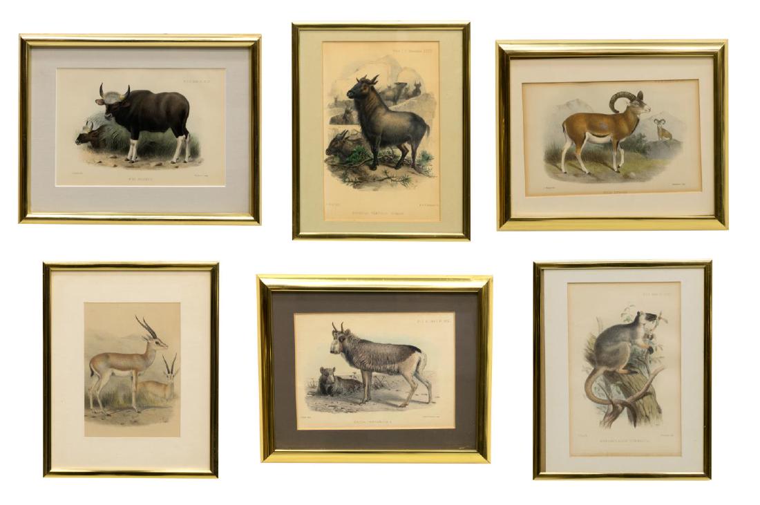 (6) ZOOLOGICAL SOCIETY HAND-COLORED LITHOGRAPHS: (lot of 6) Hand-colored lithographs, c. 1867-1894, by Joseph Smit (Netherlands, 1836-1929) and Joseph Wolf (Germany, 1820-1899) for the "Proceedings of the Zoological Society of London," including: (1