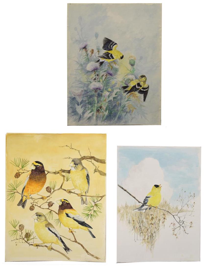 (3) D. HOWLAND (NY, 1920-1999) WATERCOLOR PAINTING: (lot of 3) Unframed watercolor and gouache paintings on board, signed D. Howland (Douglas Leo Howland, New York, 1920-1999), including: (1) Evening Grosbeak, signed lower left and verso, depicting fou