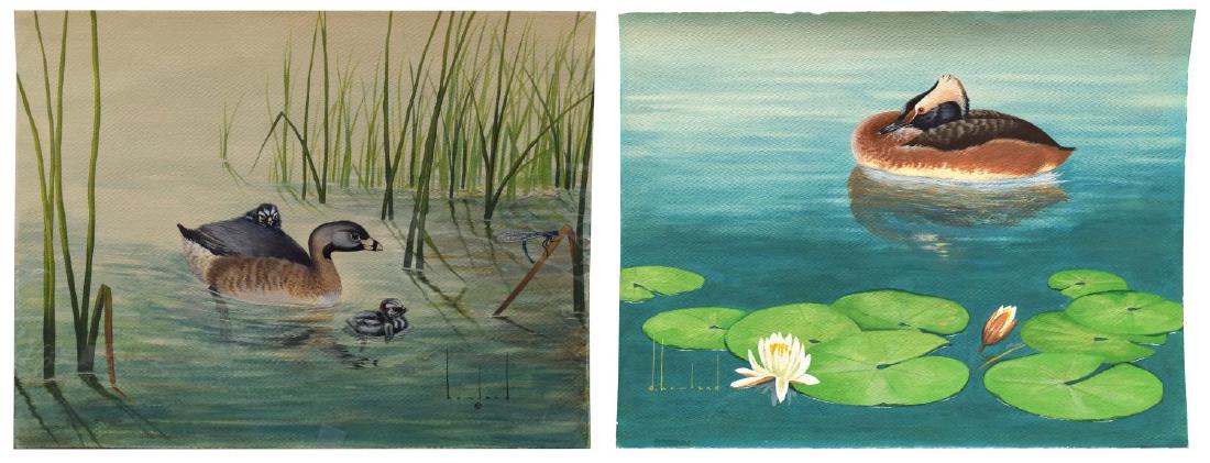 (2) D. HOWLAND (NY, 1920-1999) WATERCOLOR PAINTING: (lot of 2) Unframed watercolor and gouache paintings on paper, signed Howland (Douglas Leo Howland, New York, 1920-1999), including: (1) Horned Grebe, 1968, signed lower left and verso, depicting a ho