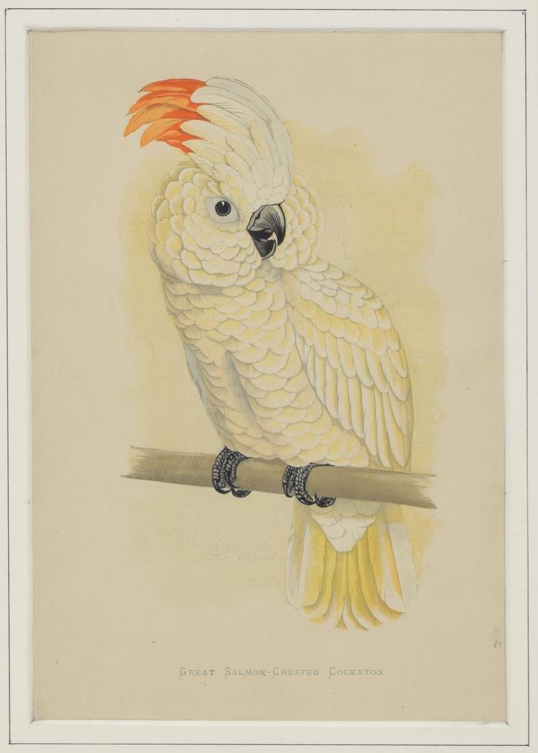 AFTER EDWARD LEAR (D.1888) COCKATOO LITHOGRAPH: Framed lithograph, "Great Salmon-Crested Cockatoo," after Edward Lear (England, 1812-1888), based on a plate from "Illustrations of the Family of Psittacidae or Parrots," sight: 9.5"h, 6.25"w, overall