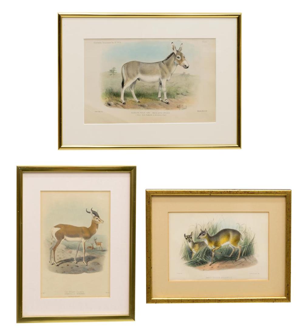(3) FRAMED HAND-COLORED WILDLIFE LITHOGRAPHS: (lot of 3) Framed hand-colored wildlife lithographs, by J. Smit (Joseph Smit, Britain, 1836-1929), mid/late 19th c., including: (1) "Nanotragus Pygmoeus" (Royal antelope); (1) "The Mhorr Gazelle - Gaz