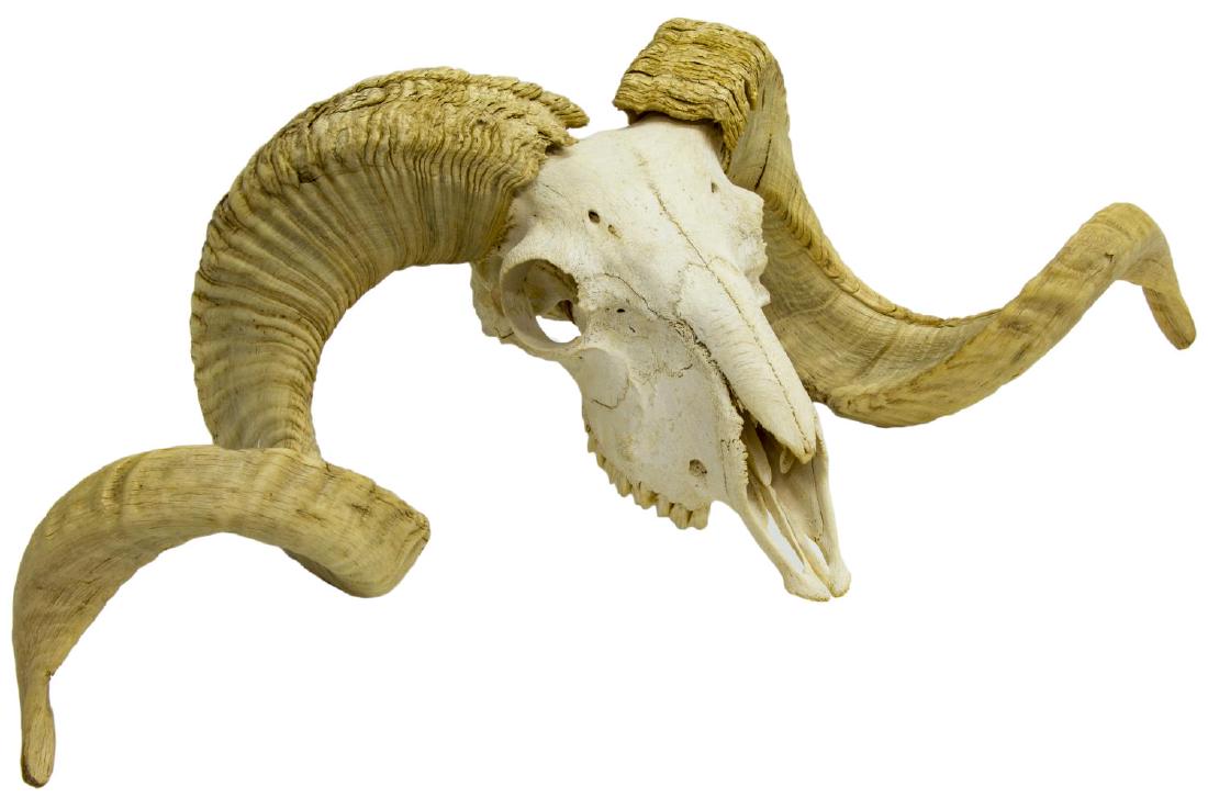 BIGHORN SHEEP SKULL, 26.25" W: Bighorn sheep skull, approx 13"h, 26.25"w, 7.75"d, 7.25lbs Start Price: $50.00