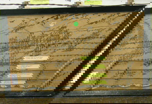 BARBED WIRE COLLECTION. ON BOARD WITH DRAWING ENTI: BARBED WIRE COLLECTION. ON BOARD WITH DRAWING ENTITLED "LONGHORN CATTLE DRIVE" AND ARTIST SIGNED JOHN WILLIAMS, GOLIAD, TEXAS, 4 EXAMPLES OF WIRE 1870's & 1880's. 25"x15"x1.5", 5.25LBS.