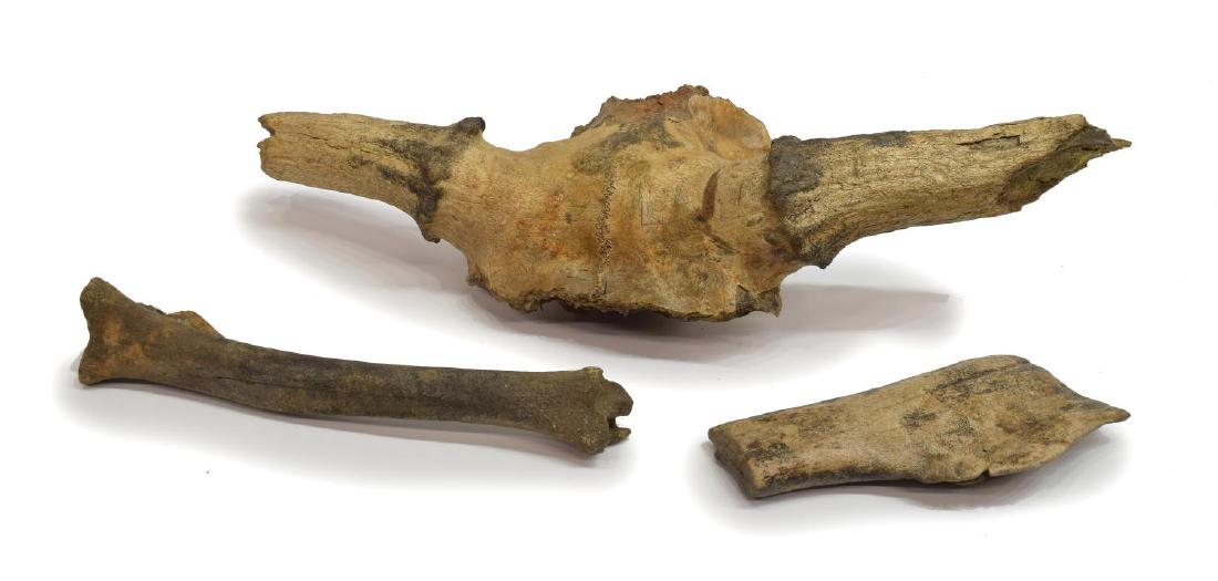 (3) CERVALCES SCOTTI (STAG-MOOSE) FOSSILIZED BONES: (lot of 3) Fossilized bones, Cervalces scotti (stag moose), Pleistocene epoch, including: (1) Skull cap with partial antler beams; (1) tibia; (1) portion of antler; largest: approx 5.5"h, 25.25"w, 12.