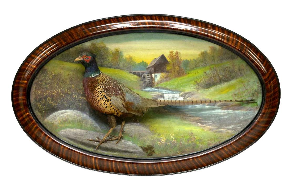 TAXIDERMY, FRAMED RING NECK PHEASANT DIORAMA (1 of 3)