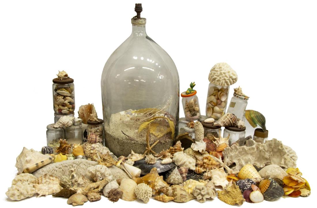 (LOT) COLLECTION OF SEASHELLS & OCEAN ITEMS (1 of 3)