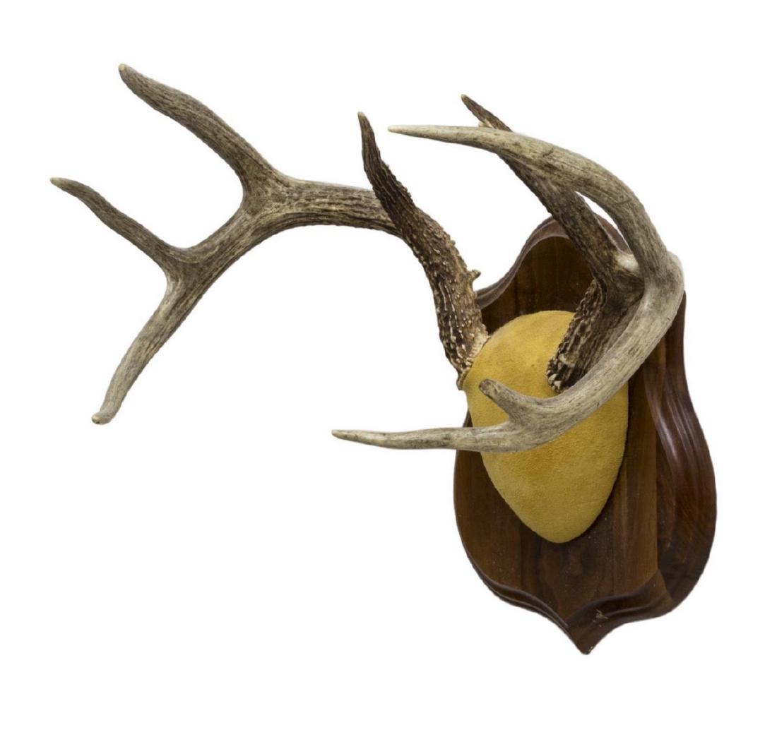 (3) LARGE DEER SKULL & ANTLER TROPHY MOUNTS (1 of 4)