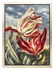 KEITH MILLER (B.1949) BOTANICAL TULIP OIL PAINTING - 2