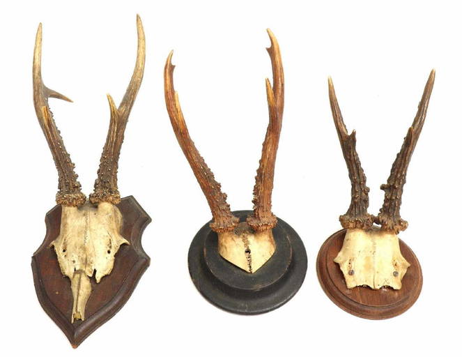 (3) Deer Antler Trophy Mounts