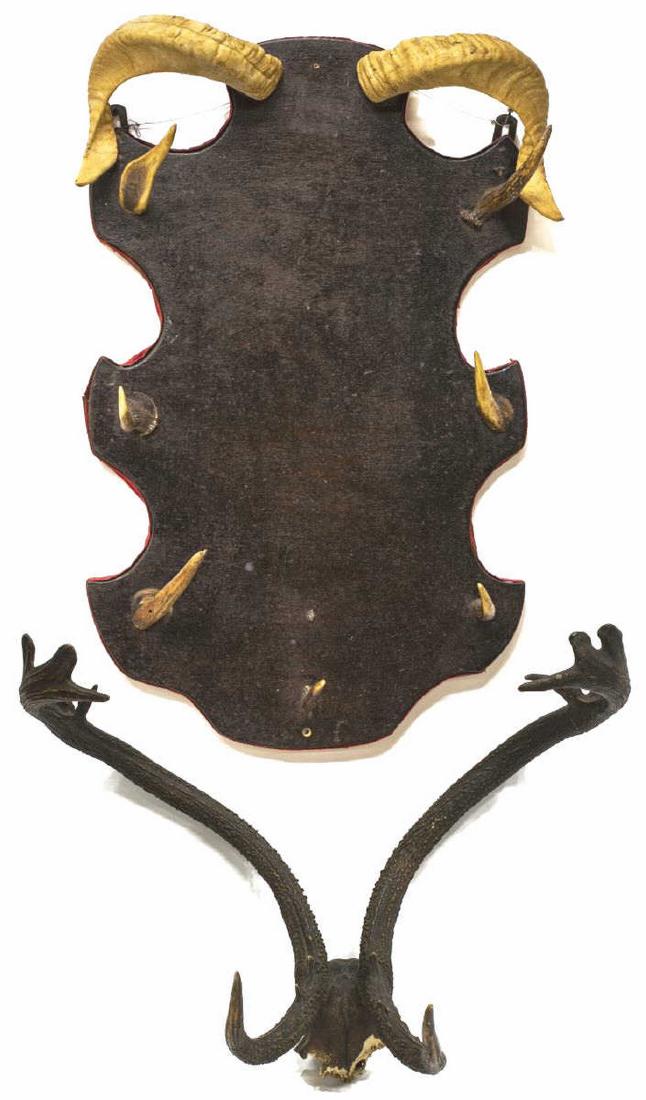 (2) ANTLER & PARTIAL SKULL TROPHY MOUNT & RACK (1 of 3)