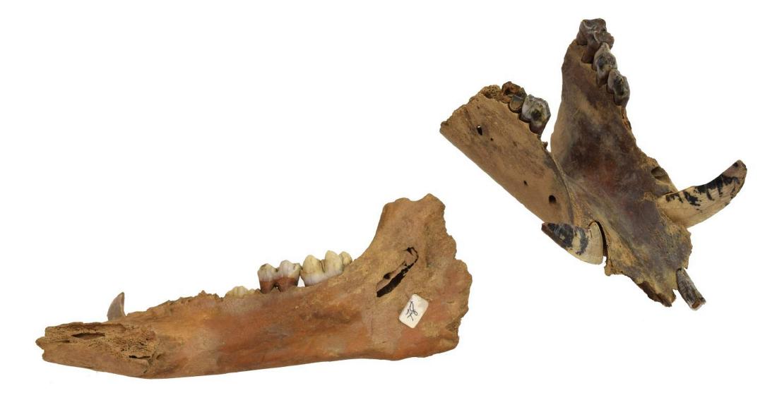 (2) SUS SCROFA PRISCUS (WILD BOAR) LOWER JAW BONES: (lot of 7) Lower jaw bones, Sus scrofa priscus (European wild boar), Pleistocene epoch, accompanied by plexiglass stands, including: (1) forepart of lower jaw with two tusks and seven teeth, approx 2.