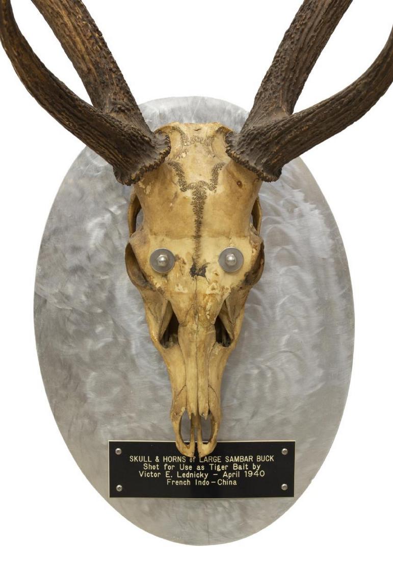 1940 PHILIPPINE SAMBAR SKULL & ANTLER TROPHY MOUNT: Philippine Sambar buck skull and antler trophy mount, c. 1940, on sheild form metal back, engraved to read "Skull and Horns of Large Sambar Buck, Shot for Use as Tiger Bait by XXXXXX, April 1940, Fren
