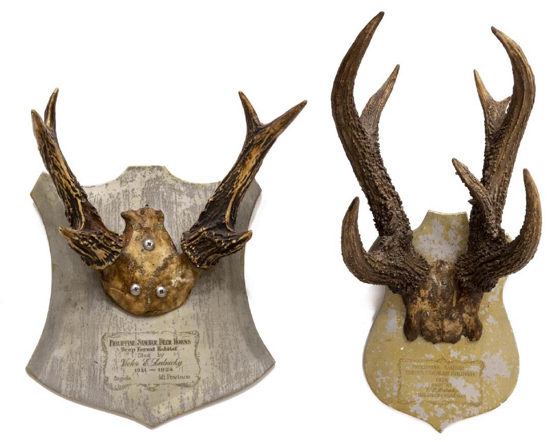 (2) PHILLIPINE SAMBAR ANTLER TROPHY MOUNTS, 1920'S: (lot of 2) Philippine Sambar antler trophy mounts: (1) Cervus Unicolor Philippina, Simbahan Casiguran, c. 1928; (1) Deer horns, Deep Forest Habitat, Sagada, Mt. Province, c. 1921-1924; both on engrave