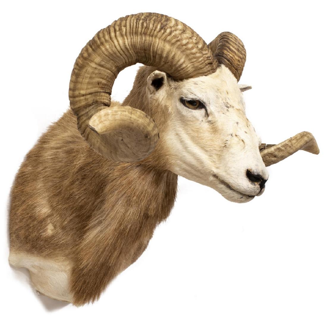 CORSICAN RAM TAXIDERMY MOUNT: Corsican ram taxidermy mount, 21.5"h, 24"w, 20"d, 11lbs Start Price: $150.00