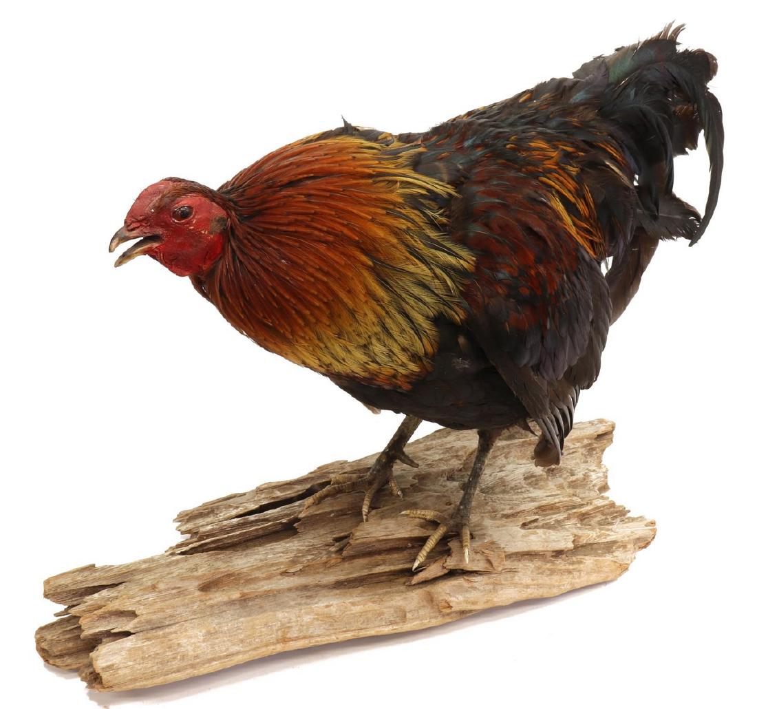 ROOSTER TAXIDERMY TROPHY MOUNT: Rooster taxidermy trophy mount, standing in naturalistic pose on wood base, approx 16"h, 21"l, 9"w, 4.25lbs **Provenance: From the Estate of Huey Keeney of Tyler, Texas** Start Price: $50.00