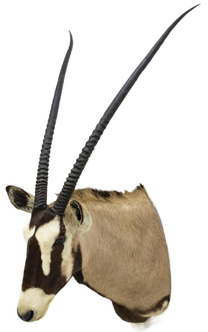 GEMSBOK ANTELOPE TAXIDERMY SHOULDER TROPHY MOUNT: African Gemsbok antelope taxidermy shoulder mount, approx 51"h, 16"w, 28"d Start Price: $150.00