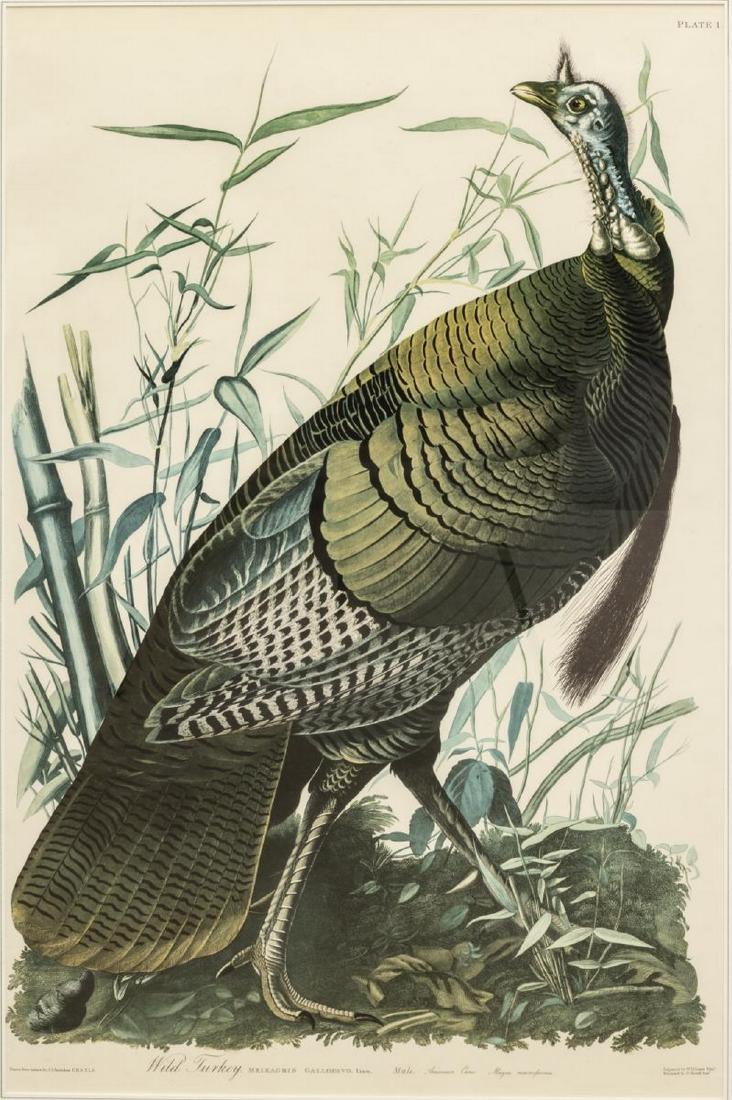 WILD TURKEY AFTER AUDUBON, AMSTERDAM EDITION: Framed John James Audubon (American, 1785-1851) Amsterdam Edition print, Plate 1, Wild Turkey, Male, 1970's after the original, sight: 38.75"h, 25.5"w, overall: 49.25"h, 34.75"w Start Price: $200.00