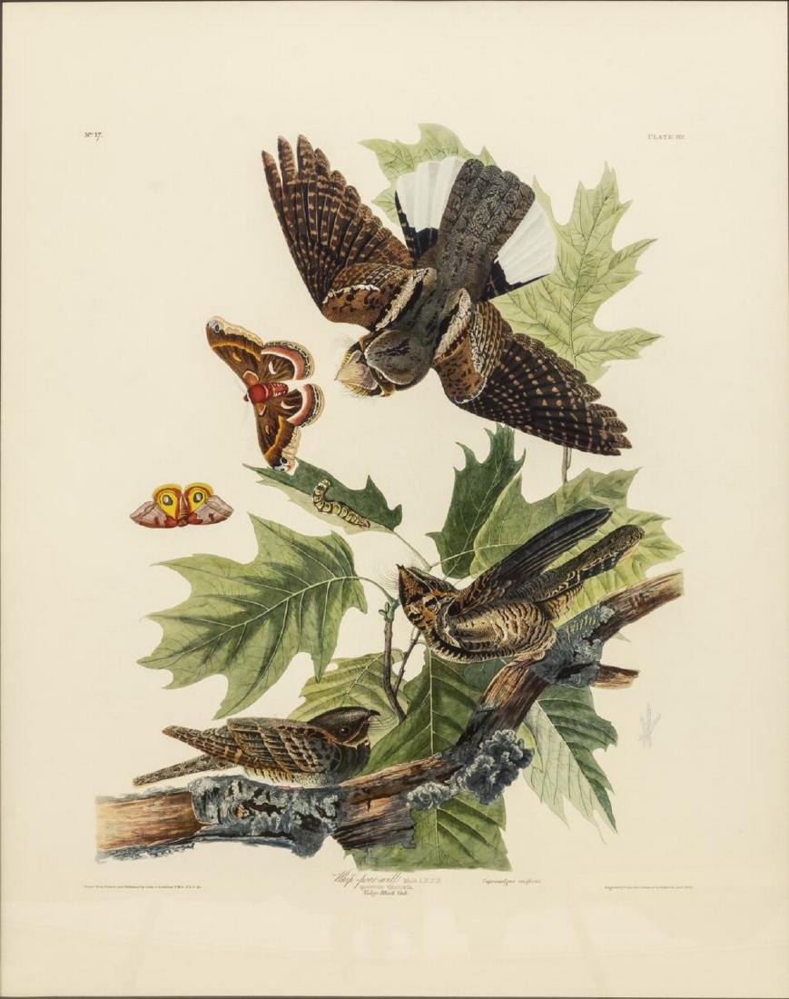 WHIP-POOR-WILL AFTER AUDUBON, AMSTERDAM EDITION: Framed John James Audubon (American, 1785-1851) Amsterdam Edition print, Plate 82, No. 17, "Whip Poor Will", Male, 1970's after the original, sight: 38.75"h, 25.5"w, overall: 49.25"h, 34.75"w Start Pr