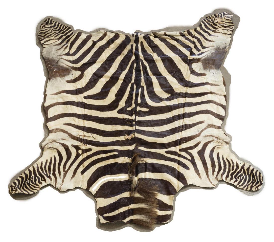 TAXIDERMY, ZEBRA HIDE RUG, 74" x 83": Zebra hide rug sewn on green fabric backing, tag of Jonas Brothers Taxidermy, Denver, several tears, largest measure, 74"x 83" Start Price: $150.00