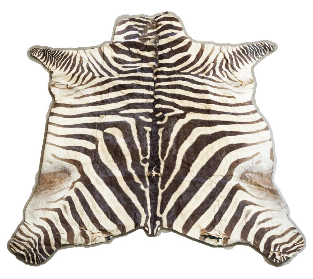 TAXIDERMY, ZEBRA HIDE RUG, 77" x 83.5": Zebra hide rug sewn on green fabric backing, tag of Jonas Brothers Taxidermy, Denver, several tears, largest measure, 77"x 83.5" Start Price: $150.00