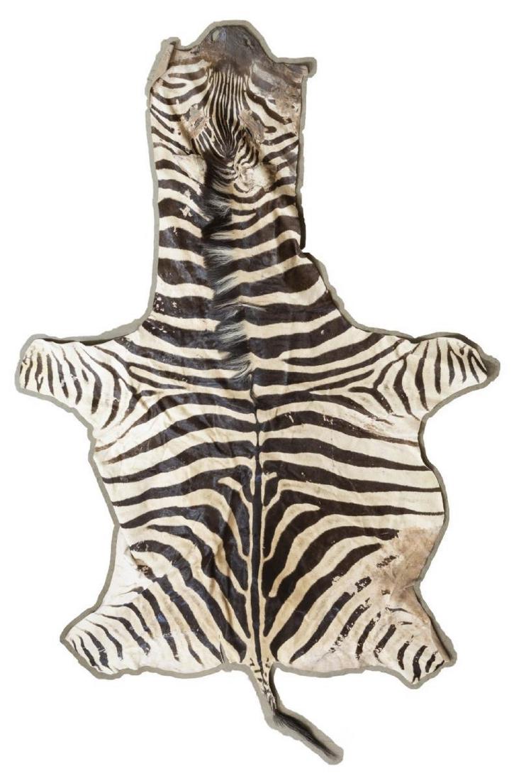 TAXIDERMY, ZEBRA HIDE, APPROX. 128" x 66": Taxidermy, Zebra hide, largest measurement approx. 128" X 66" **Provenance: From the Estate of Huey Keeney of Tyler, Texas** Start Price: $300.00