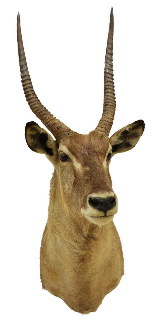AFRICAN WATERBUCK TAXIDERMY TROPHY MOUNT: African Waterbuck antelope taxidermy mount, approx. 55.5"h, 21"w, 30"d Start Price: $150.00