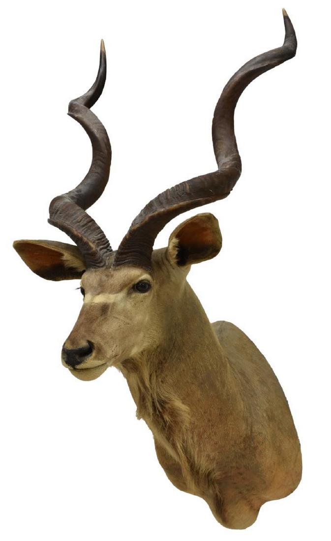 AFRICAN GREATER KUDU TAXIDERMY TROPHY MOUNT: African Greater Kudu antelope taxidermy shoulder mount, approx 61"h, 28"w, 36.75"d Start Price: $200.00